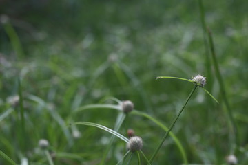 grass on green background