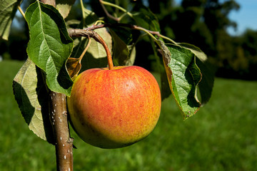 Crunchy, ripe, yelow, red apple on a small apple tree. close up
