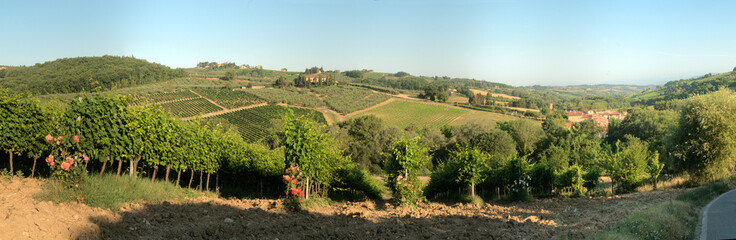 Fototapeta na wymiar Vineyards in the rural Tuscan landscape