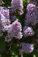 Bushes of pink and purple lilac with green leaves in the city Park on a Sunny spring day. Moscow, Russia