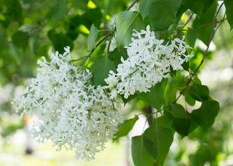 White lilac flowers close up on a blurred background on a Sunny spring day. Moscow, Russia