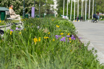 Blooming green flowerbed in the city Park in the spring on a Sunny day. Moscow, Russia
