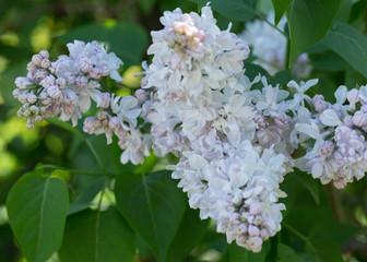 Blooming white lilac close - up in soft focus on a blurred background in a beautiful pattern of light and shadow on a Sunny spring day. Moscow, Russia