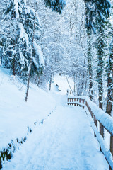 Winter vertical landscape with snow covered trees in park in Munich, Germany