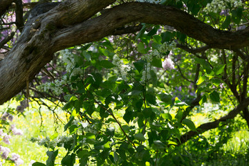 Fototapeta premium Tree blooming white lilac on a Sunny day