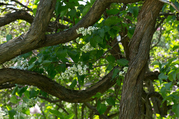 Fototapeta premium Tree blooming white lilac on a Sunny day