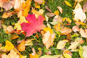 red delicate sheet of maple fallen autumn design colorful background. Fallen leaves red yellow leaf clover