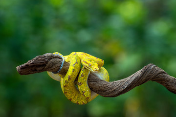 juvenille green tree phyton