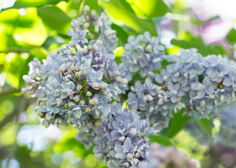 Blooming blue and purple lilac flowers macro close-up in soft focus on a blurred background in a beautiful pattern of light and shadow on a Sunny spring day. Moscow, Russia