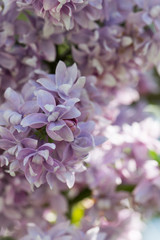 Delicate violet blue lilac flowers macro close - up in soft focus on blurred background. Botanical pattern