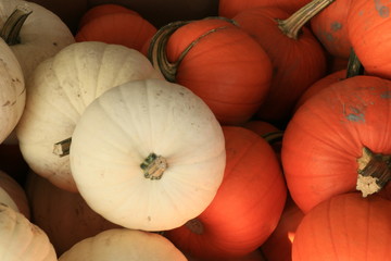 pumpkins on market