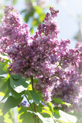 Delicate blooming lilac on a Sunny spring day in the city Park