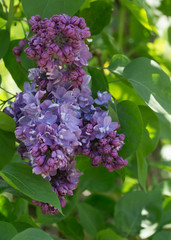 Bushes of pink and purple lilac with green leaves in the city Park on a Sunny spring day. Moscow, Russia
