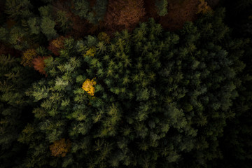 Wald- und Baumlandschaft im Herbst