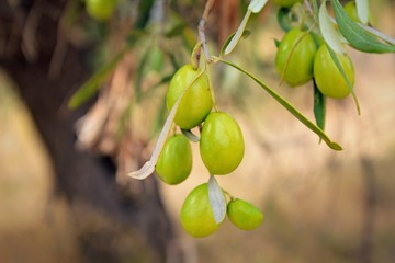 Olives on olive tree branch