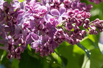 Delicate blooming lilac on a Sunny spring day in the city Park