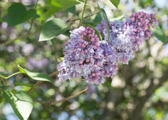 Blooming purple lilac close - up in soft focus on a blurred background in a beautiful pattern of light and shadow on a Sunny spring day. Moscow, Russia