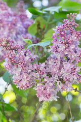 Fototapeta na wymiar Pink lilac flowers close up on a blurred background on a Sunny spring day. Moscow, Russia