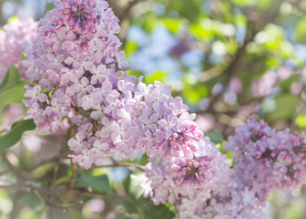 Pink lilac flowers close up on a blurred background on a Sunny spring day. Moscow, Russia