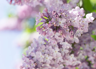 Pink lilac flowers close up on a blurred background on a Sunny spring day. Moscow, Russia