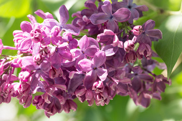 Pink lilac flowers close up on a blurred background on a Sunny spring day. Moscow, Russia