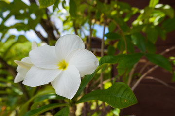 Fototapeta na wymiar A white tropical frangipani flower in front of a bungalow in Fakarava, French Polynesia