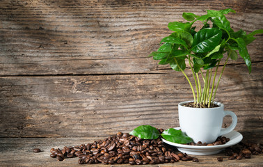 Coffee plant in coffee cup
