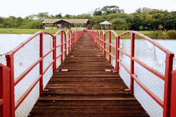 bridge in the forest