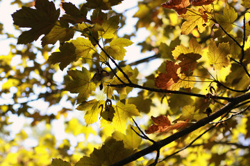 Fototapeta na wymiar sunlight on yellow maple leafs