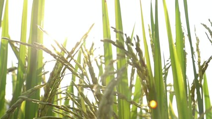 Close up of yellow green rice field. Rice filed at sunset time. Rice filed back ground.