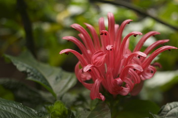 Beautiful flower - Brasilian plume flower (Justicia carnea)
