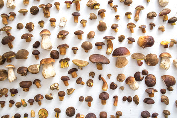 Fresh mushrooms on a white background, overhead angle