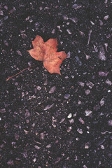 red maple leaf on the ground
