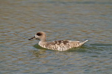 The marbled duck, or marbled teal (Marmaronetta angustirostris) endangered duck