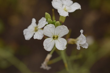 Fototapeta premium white flowers of a tree