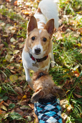 Two small dogs walk and play