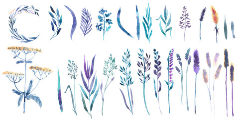 Watercolor set with floral elements and leaves, wild grass, flowers, weeds, spikelets, tansy.