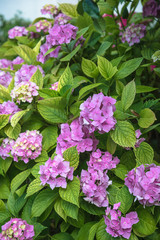 Beautiful blooming hydrangea outdoors, vertical picture