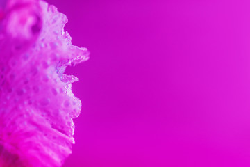 Vivid neon colored iris flower bud on multi colored background.