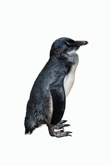 Single Magellan Penguin isolated on white background