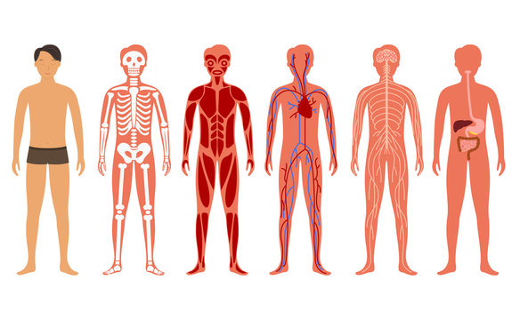 Cartoon Color Human Body Anatomy Set. Vector