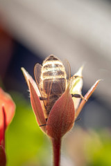 bee in bud of flower