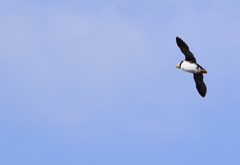 Puffin with wide spread wings flying in a blue sky