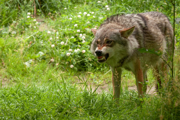 Angry wolf in the forest © dennis