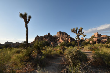 Joshua Tree National Park, California, USA