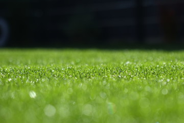 frisch gemähter Rasen mit Tautropfen