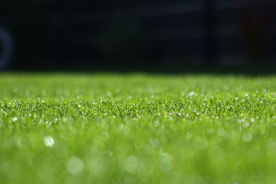 frisch gem&auml;hter Rasen mit Tautropfen
