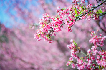 Beautiful  Pink Cherry Blossom on nature background , Sakura flower blooming