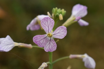 flower in garden