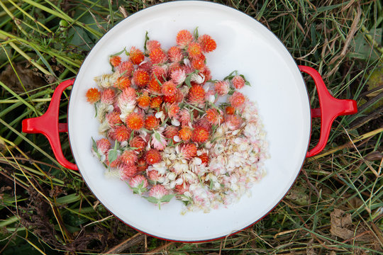 Gomphrena in enamel dish